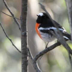 Petroica boodang (Scarlet Robin) at Jerrabomberra, NSW - 25 Jun 2022 by Steve_Bok