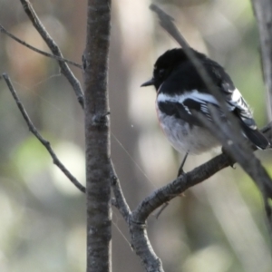 Petroica boodang at Jerrabomberra, NSW - 25 Jun 2022 02:17 PM