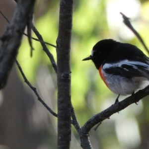 Petroica boodang at Jerrabomberra, NSW - 25 Jun 2022 02:17 PM