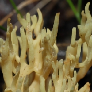 Ramaria sp. at Acton, ACT - 24 Jun 2022 12:24 PM