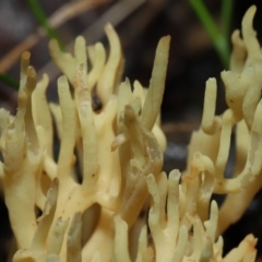 Ramaria sp. (A Coral fungus) at Acton, ACT - 24 Jun 2022 by TimL