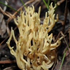 Ramaria sp. at Acton, ACT - 24 Jun 2022 12:24 PM