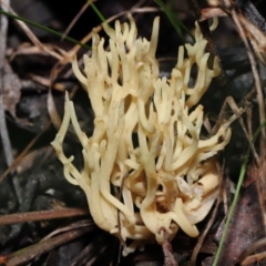 Ramaria sp. at Acton, ACT - 24 Jun 2022 12:24 PM