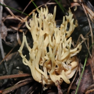 Ramaria sp. at Acton, ACT - 24 Jun 2022