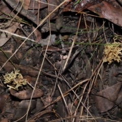 Ramaria sp. at Acton, ACT - 24 Jun 2022 12:24 PM