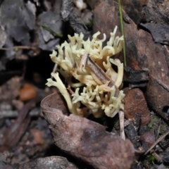 Ramaria sp. at Acton, ACT - 24 Jun 2022 12:24 PM