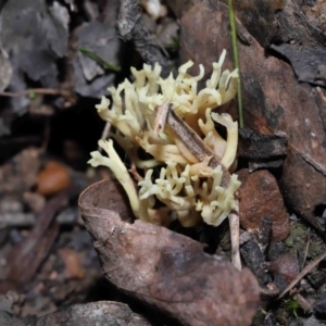 Ramaria sp. at Acton, ACT - 24 Jun 2022