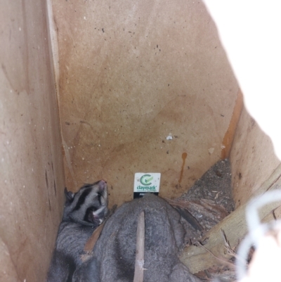 Petaurus norfolcensis (Squirrel Glider) at Wirlinga, NSW - 25 Jun 2022 by RobCook