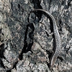 Cryptoblepharus pannosus (Ragged Snake-eyed Skink) at Albury - 25 Jun 2022 by RobCook