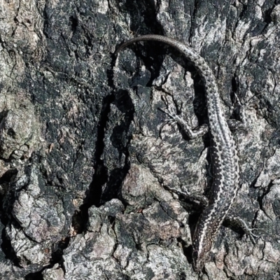 Cryptoblepharus pannosus (Ragged Snake-eyed Skink) at Wirlinga, NSW - 25 Jun 2022 by RobCook