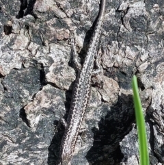 Cryptoblepharus pannosus at Wirlinga, NSW - 25 Jun 2022