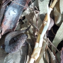 Christinus marmoratus (Southern Marbled Gecko) at Albury - 25 Jun 2022 by RobCook