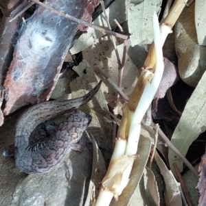 Christinus marmoratus at Wirlinga, NSW - 25 Jun 2022 01:54 PM