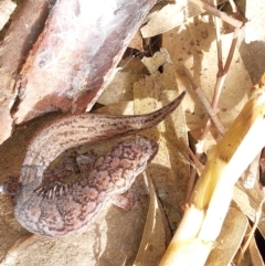 Christinus marmoratus at Wirlinga, NSW - 25 Jun 2022