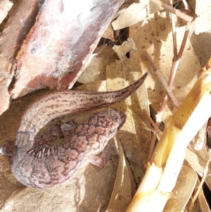 Christinus marmoratus at Wirlinga, NSW - 25 Jun 2022