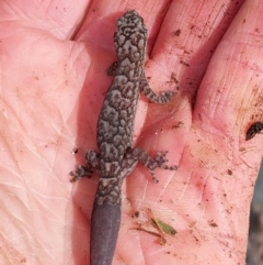 Christinus marmoratus at Wirlinga, NSW - 25 Jun 2022