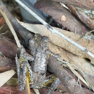 Litoria peronii at Wirlinga, NSW - 25 Jun 2022