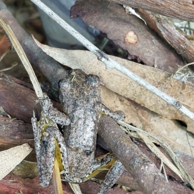 Litoria peronii (Peron's Tree Frog, Emerald Spotted Tree Frog) at Albury - 25 Jun 2022 by RobCook