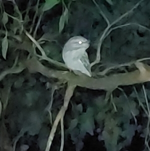Podargus strigoides at Wirlinga, NSW - 25 Jun 2022 09:29 PM