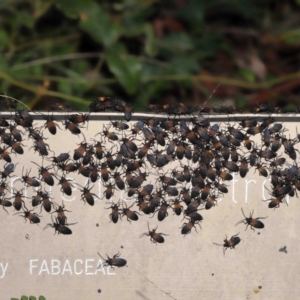 Oncopeltus (Oncopeltus) sordidus at Acton, ACT - 13 May 2022