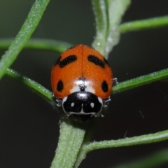 Hippodamia variegata (Spotted Amber Ladybird) at ANBG - 3 Jun 2022 by TimL