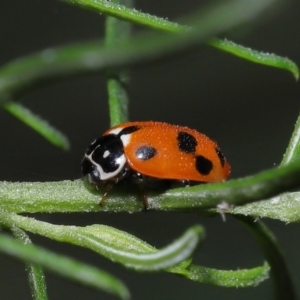 Hippodamia variegata at Acton, ACT - 3 Jun 2022