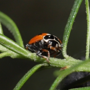 Hippodamia variegata at Acton, ACT - 3 Jun 2022