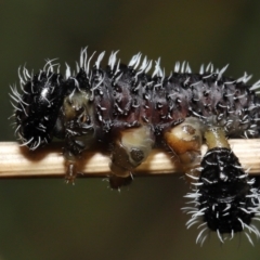 Perginae sp. (subfamily) (Unidentified pergine sawfly) at ANBG - 24 Jun 2022 by TimL