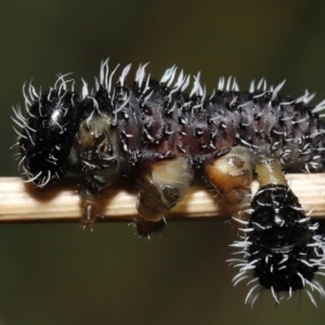 Perginae sp. (subfamily) at Acton, ACT - 24 Jun 2022