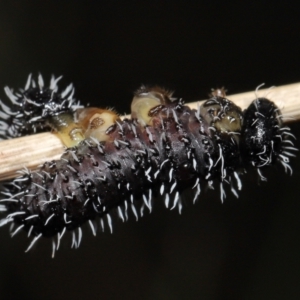 Perginae sp. (subfamily) at Acton, ACT - 24 Jun 2022