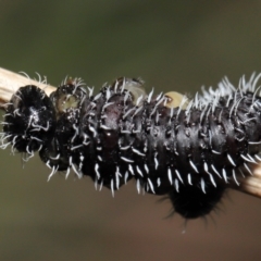 Perginae sp. (subfamily) at Acton, ACT - 24 Jun 2022