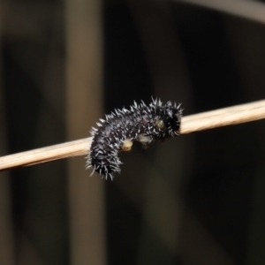 Perginae sp. (subfamily) at Acton, ACT - 24 Jun 2022