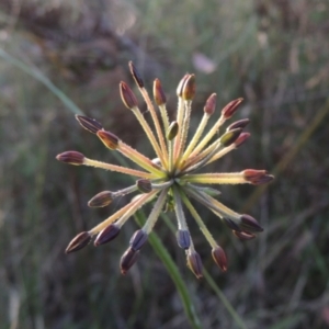 Oreomyrrhis eriopoda at Paddys River, ACT - 13 Feb 2022