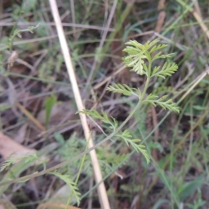 Oreomyrrhis eriopoda at Paddys River, ACT - 13 Feb 2022