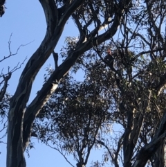 Callocephalon fimbriatum (Gang-gang Cockatoo) at Lyons, ACT - 25 Jun 2022 by soz