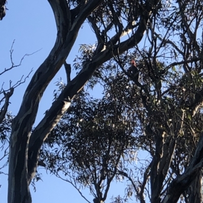 Callocephalon fimbriatum (Gang-gang Cockatoo) at Lyons, ACT - 25 Jun 2022 by soz