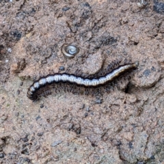 Unidentified Millipede (Diplopoda) at Nail Can Hill - 25 Jun 2022 by ChrisAllen