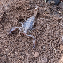 Urodacus manicatus (Black Rock Scorpion) at Nail Can Hill - 25 Jun 2022 by ChrisAllen