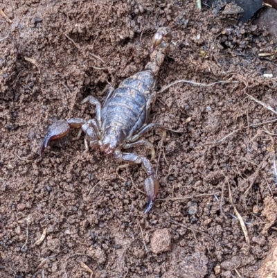 Urodacus manicatus (Black Rock Scorpion) at Nail Can Hill - 25 Jun 2022 by ChrisAllen