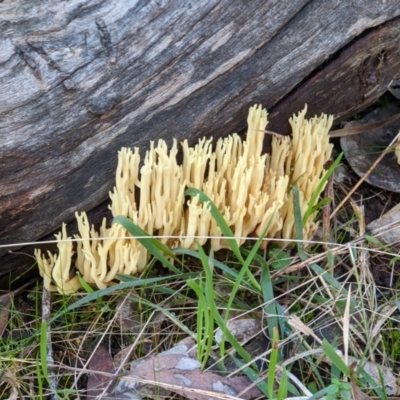 Ramaria sp. at Nail Can Hill - 25 Jun 2022 by ChrisAllen