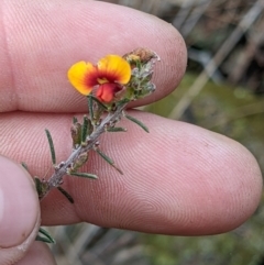 Dillwynia sericea (Egg And Bacon Peas) at Nail Can Hill - 25 Jun 2022 by ChrisAllen