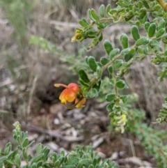 Grevillea alpina (Mountain Grevillea / Cat's Claws Grevillea) at Albury - 25 Jun 2022 by ChrisAllen