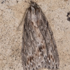 Chlenias banksiaria group (A Geometer moth) at Melba, ACT - 18 Jun 2022 by kasiaaus