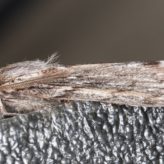 Chlenias banksiaria group at Melba, ACT - 18 Jun 2022