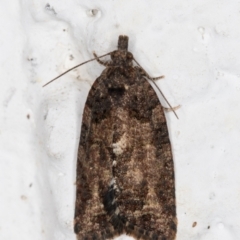 Thrincophora impletana (a Tortrix moth) at Melba, ACT - 19 Jun 2022 by kasiaaus
