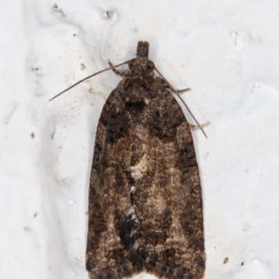 Thrincophora impletana (a Tortrix moth) at Melba, ACT - 19 Jun 2022 by kasiaaus