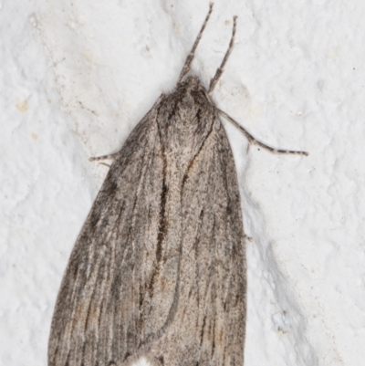 Chlenias nodosus (A geometer moth) at Melba, ACT - 20 Jun 2022 by kasiaaus