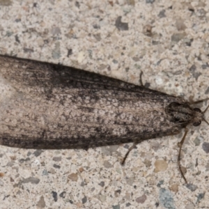 Lepidoscia saxosa at Melba, ACT - 20 Jun 2022