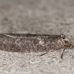 Lepidoscia saxosa at Melba, ACT - 20 Jun 2022