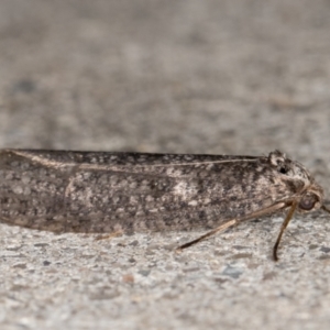 Lepidoscia saxosa at Melba, ACT - 20 Jun 2022 11:34 PM